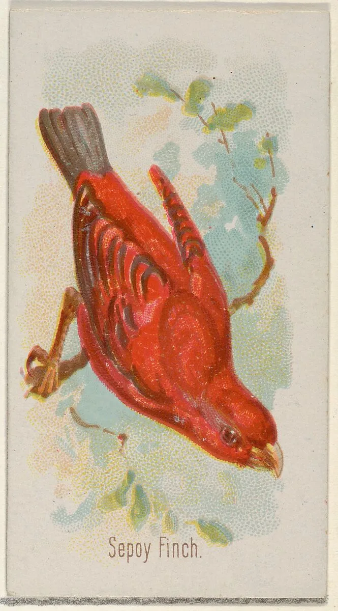 Sepoy Finch, from the Song Birds of the World series (N23) for Allen & Ginter Cigarettes — George S. Harris & Sons|Allen & Ginter