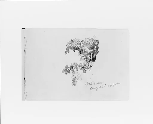 Wilkeson Aug 21st 1885: Nature Study (from Sketchbook X)