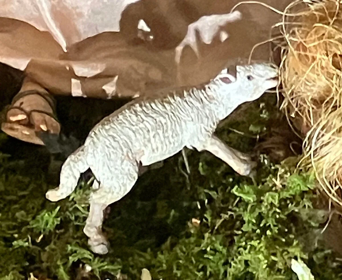 Lamb — Unknown