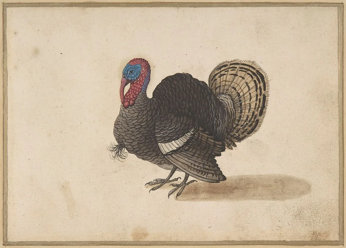 A Turkey — Anonymous, Dutch|Pieter Holsteyn II