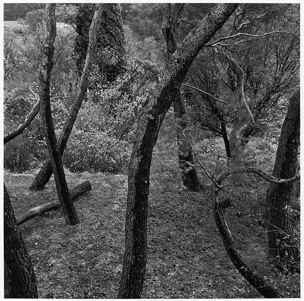 Aix-en-Provence, France — Harry Callahan