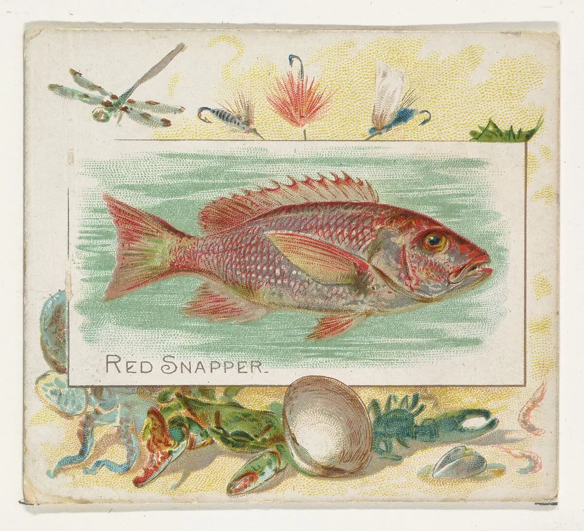 Red Snapper, from Fish from American Waters series (N39) for Allen & Ginter Cigarettes — Allen & Ginter|Lindner, Eddy & Claus