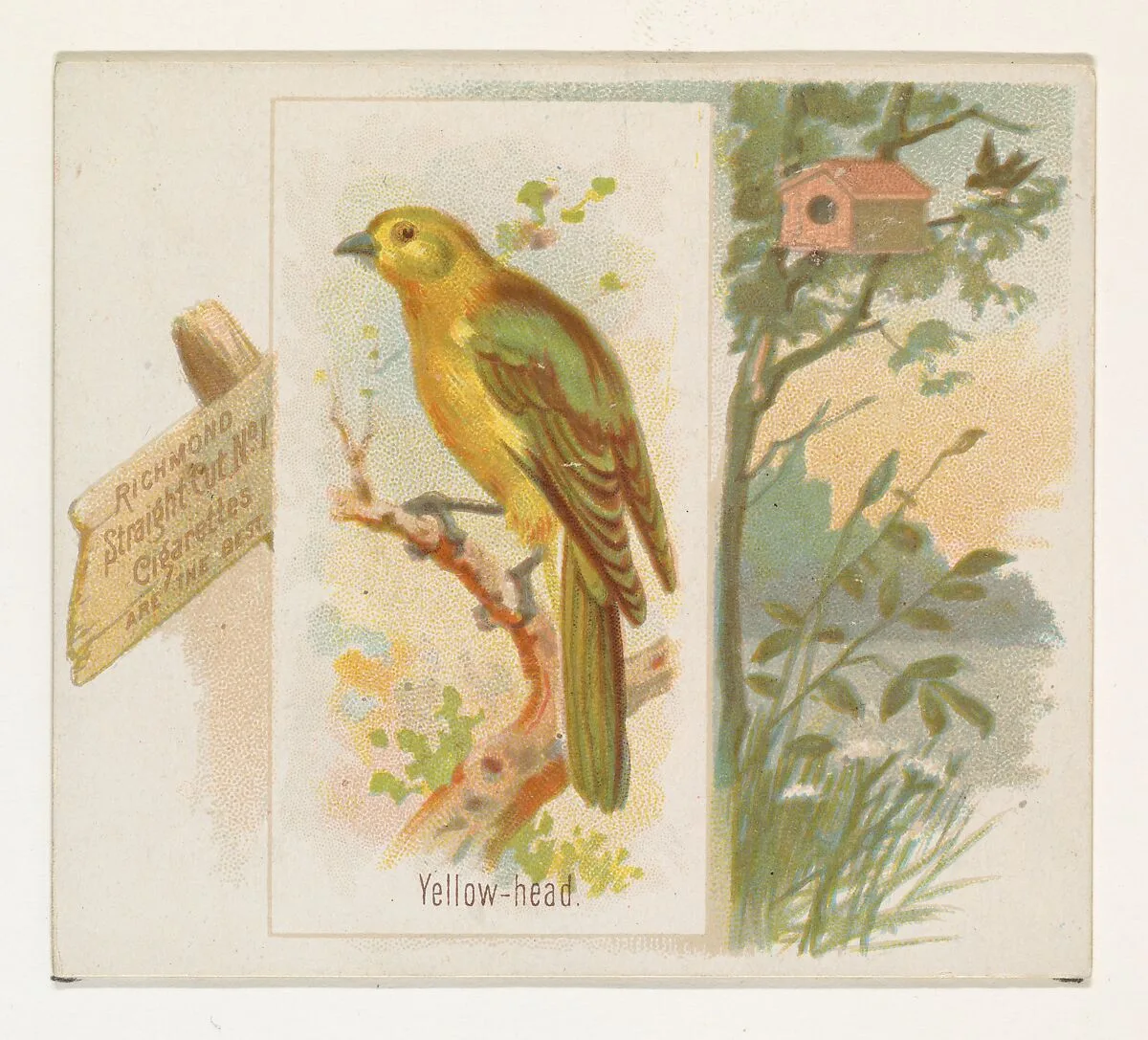 Yellow-head, from the Song Birds of the World series (N42) for Allen & Ginter Cigarettes — Allen & Ginter|George S. Harris & Sons