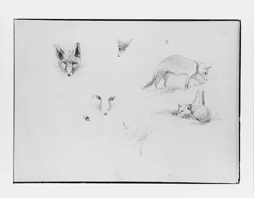 Foxes (from Switzerland 1870 Sketchbook)