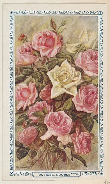 29. Double Rose, bakery insert card from the Flower Pictures series (D36), issued by the Freihofer Baking Company — Freihofer Baking Company