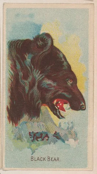 Black Bear, collector card from the Animal Pictures series (D8), issued by the Weber Baking Company to promote Onist Milk and Pullman Bread — Weber Baking Company