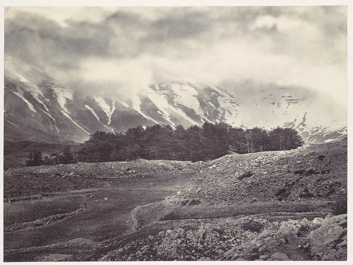 Distant View of the Cedars of Lebanon — Francis Frith