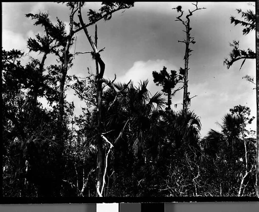[Cypresses in Everglades, Florida]