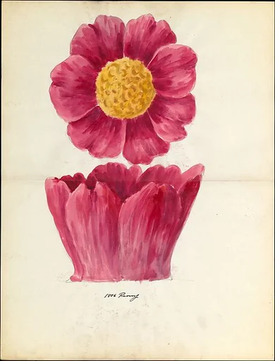 Design drawing of peony blossom of floral capital from loggia, Laurelton Hall