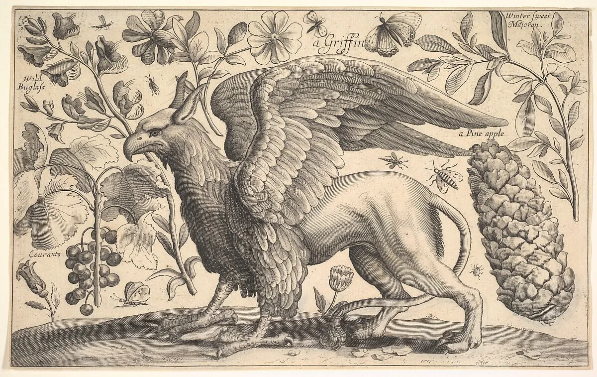 A Griffin — Wenceslaus Hollar