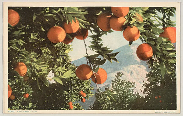 A California Vista, No. 8909 — Detroit Publishing Company