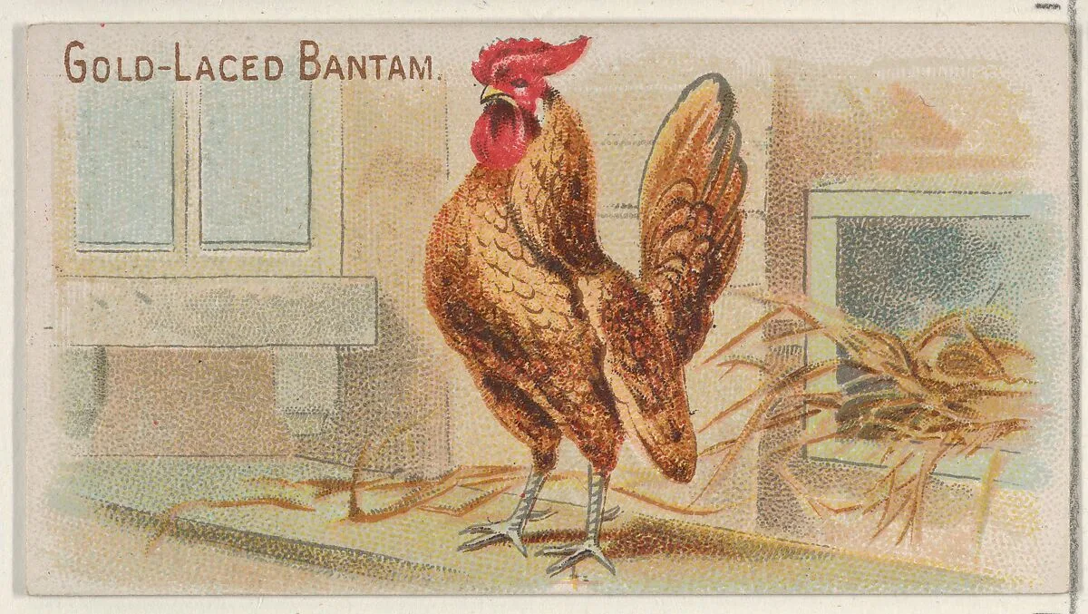 Gold-Laced Bantam, from the Prize and Game Chickens series (N20) for Allen & Ginter Cigarettes — Allen & Ginter|The Gast Lithograph & Engraving Company