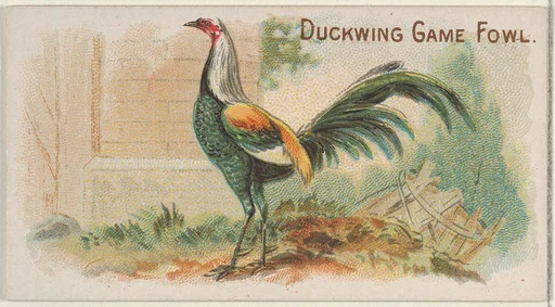 Duckwing Game Fowl, from the Prize and Game Chickens series (N20) for Allen & Ginter Cigarettes