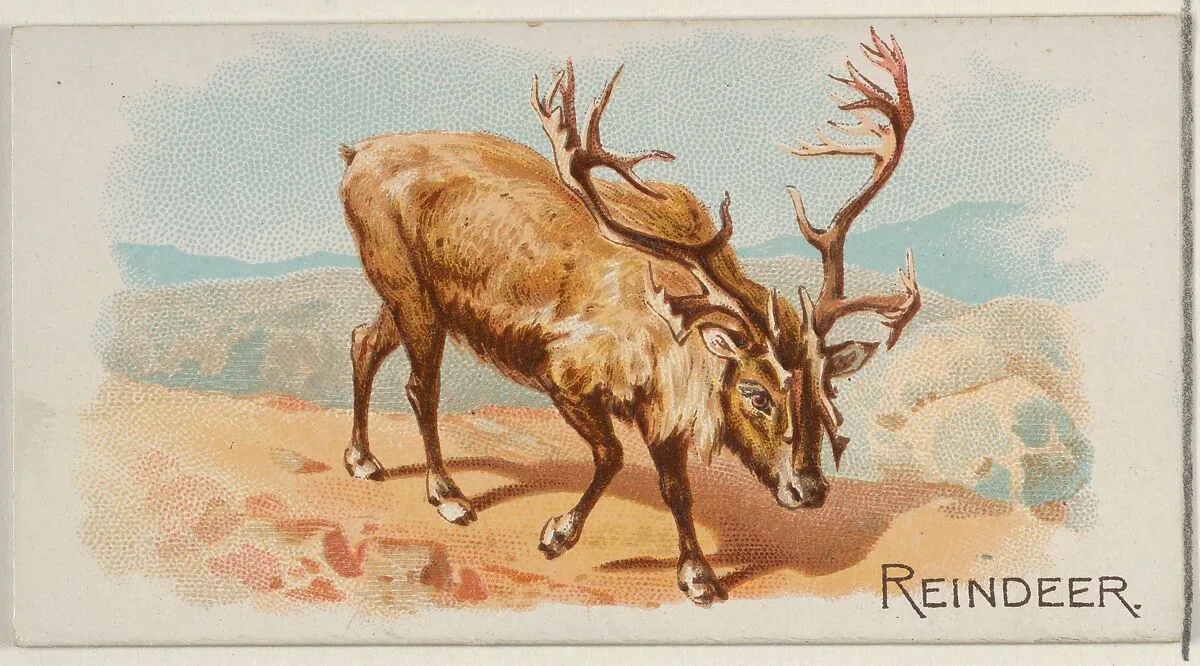 Reindeer, from the Quadrupeds series (N21) for Allen & Ginter Cigarettes — Allen & Ginter|Lindner, Eddy & Claus