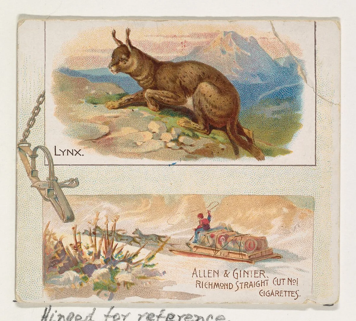 Lynx, from Quadrupeds series (N41) for Allen & Ginter Cigarettes — Allen & Ginter|Lindner, Eddy & Claus