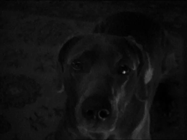 Stalking — William Wegman