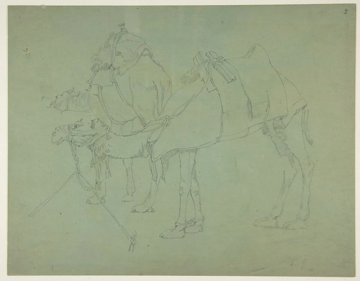 Two Camels — Anonymous, French, 19th century