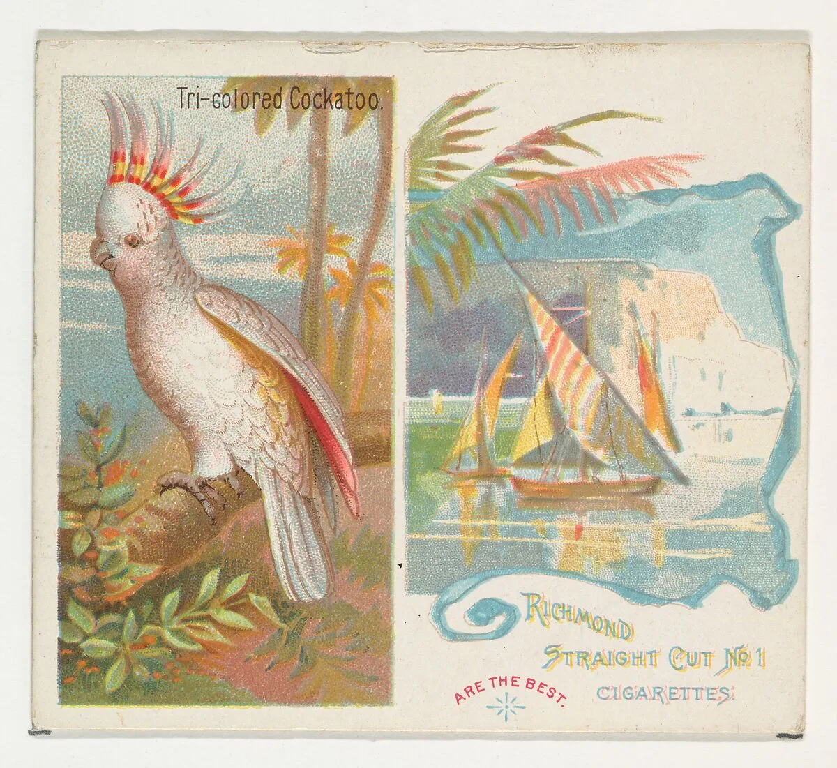 Tri-colored Cockatoo, from Birds of the Tropics series (N38) for Allen & Ginter Cigarettes — Allen & Ginter|George S. Harris & Sons