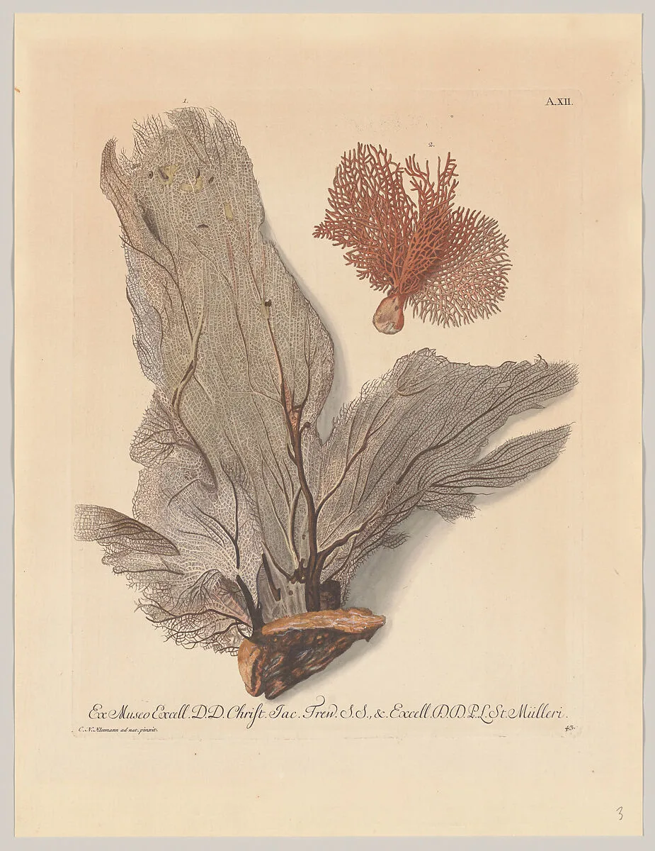Plate A. XII, from "Deliciae Naturae Selectae" — Georg Wolfgang Knorr