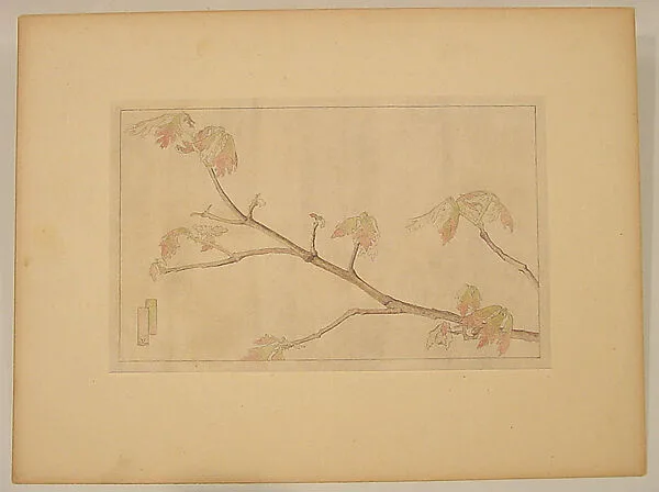 Young Oak Leaves Nature Study — Zulma Steele