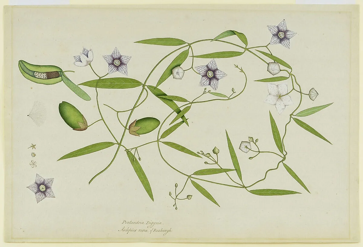 Rosy Milkweed Vine/Asclepias Rosea — Unknown