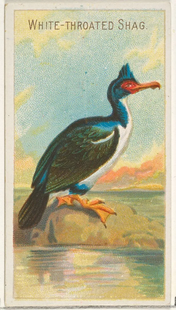 White-Throated Shag, from the Birds of the Tropics series (N5) for Allen & Ginter Cigarettes Brands — Allen & Ginter|George S. Harris & Sons