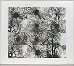 Untitled (Nest/Trees) — Kiki Smith