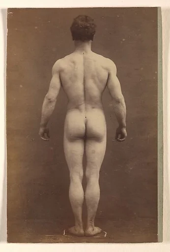 [Male Musculature Study]