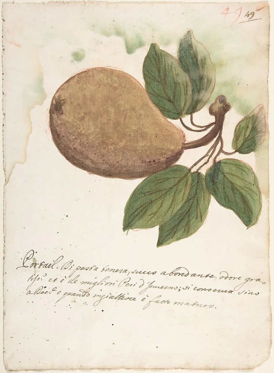 Pear — Anonymous, Italian, Venetian, 18th century
