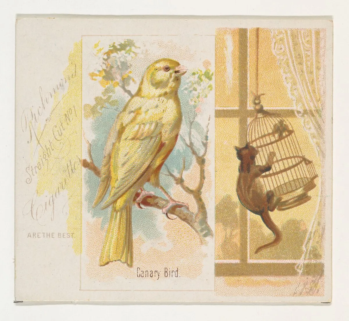Canary Bird, from the Song Birds of the World series (N42) for Allen & Ginter Cigarettes — Allen & Ginter|George S. Harris & Sons