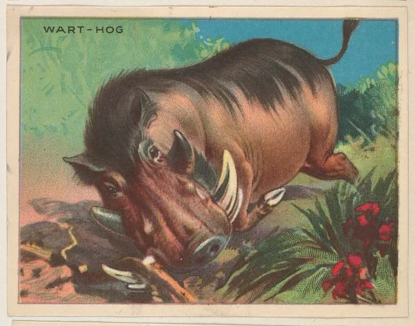 Wart-Hog, collector card from the Animals series (D9), issued by the Weber Baking Company to promote Onist Milk and Pullman Bread — Weber Baking Company