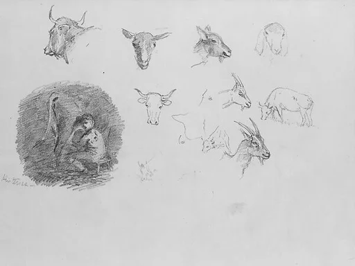 Cows and Goats; Boy Milking