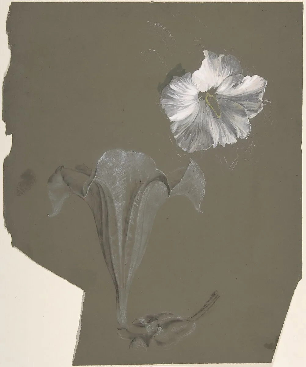 A Study of Two White Lilies — Antoine Berjon