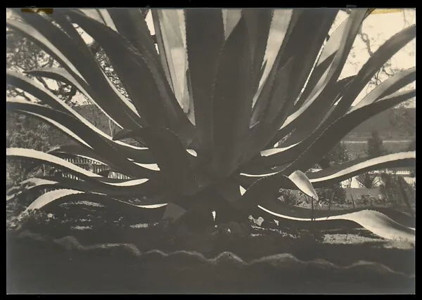Aloe — Johan Hagemeyer