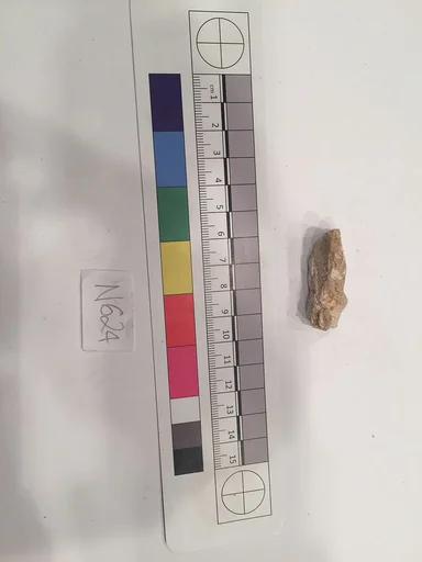 Stucco Fragment