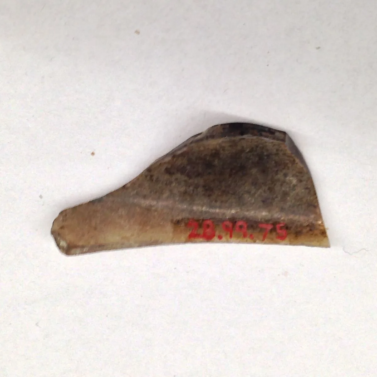 Fragment — Unknown