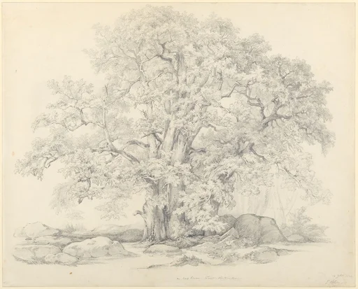 Tree and Rocks in the Forest of Fontainebleau