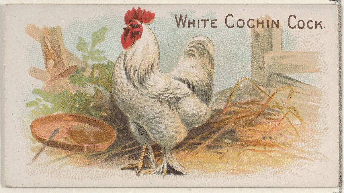 White Cochin Cock, from the Prize and Game Chickens series (N20) for Allen & Ginter Cigarettes — Allen & Ginter|The Gast Lithograph & Engraving Company