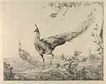 Peacocks — Edward Julius Detmold