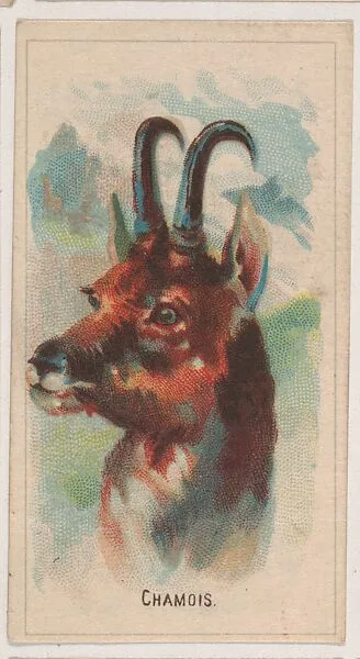 Chamois, collector card from the Animal Pictures series (D8), issued by the Weber Baking Company to promote Onist Milk and Pullman Bread — Weber Baking Company