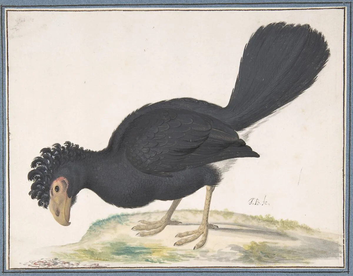 A Black Curassow — Johannes Bronckhorst
