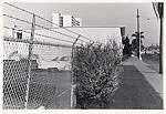 Car & Fence & Bush, San Diego, California — Lee Friedlander