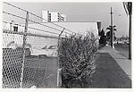 Car & Fence & Bush, San Diego, California