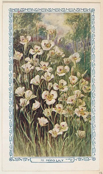 22. Sego Lily, bakery insert card from the Flower Pictures series (D36), issued by the Freihofer Baking Company — Freihofer Baking Company