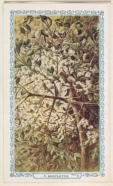 7. Mistletoe, bakery insert card from the Flower Pictures series (D36), issued by the Freihofer Baking Company — Freihofer Baking Company