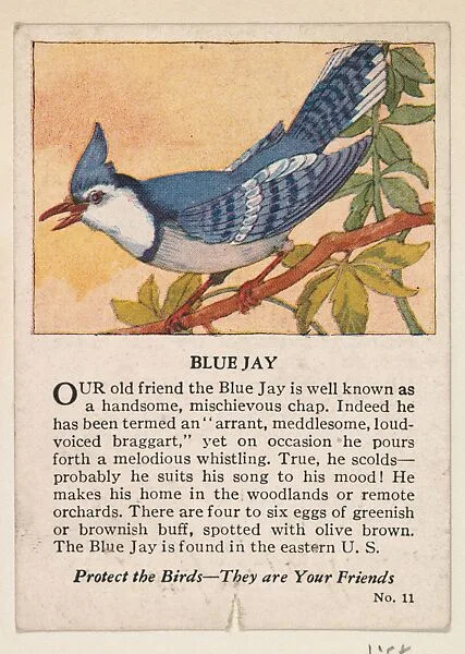 Blue Jay, No. 11, collector card from the Bird Cards series (D16), issued by the White Baking Company — White Baking Company, St. Louis