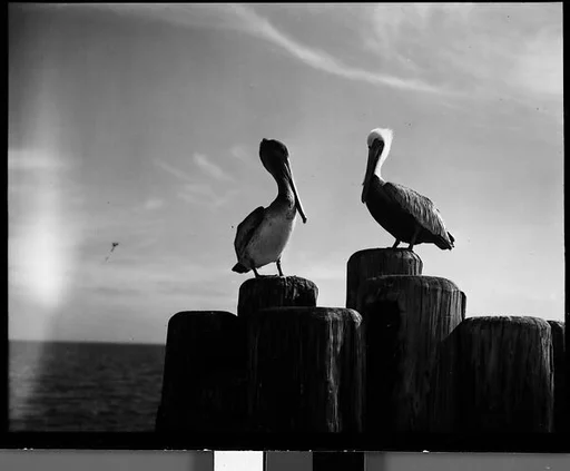[Pelicans on Dock Piling, Florida]