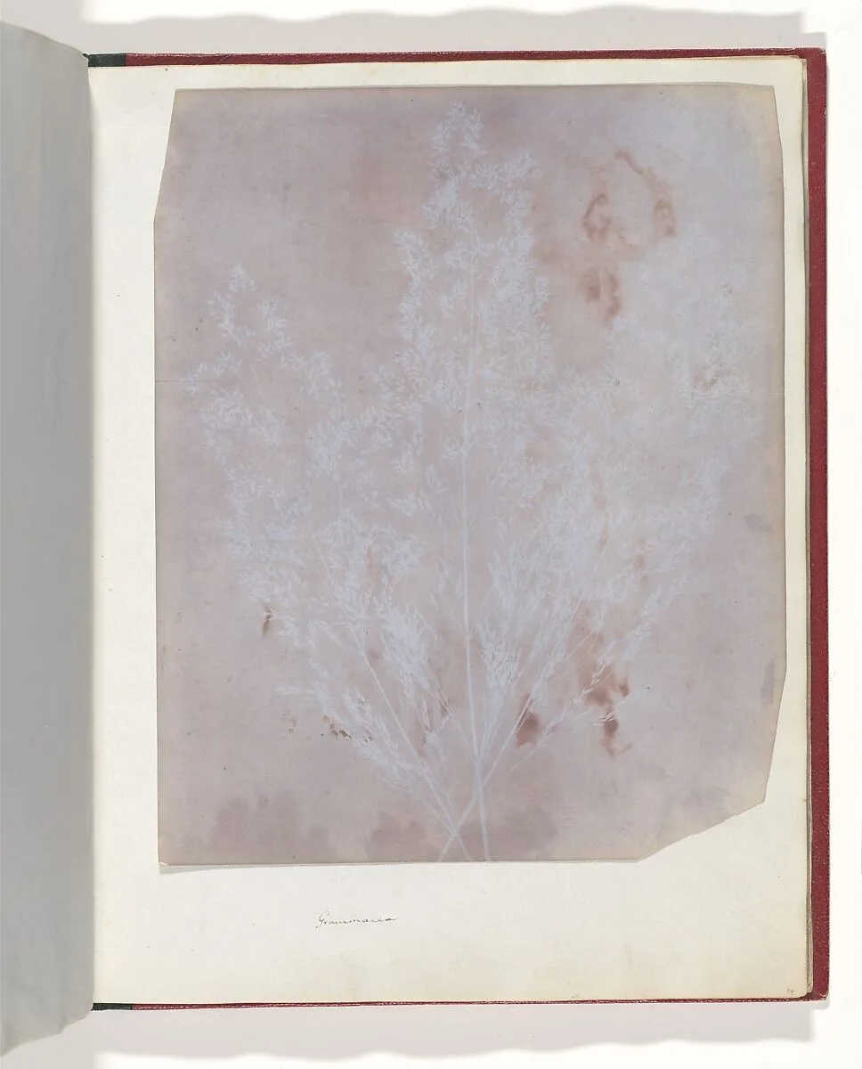 Graminacea — William Henry Fox Talbot