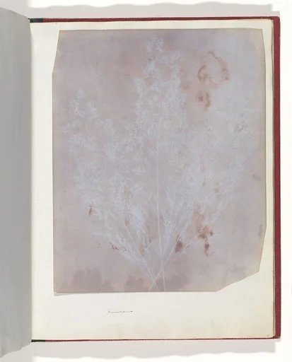 Graminacea
