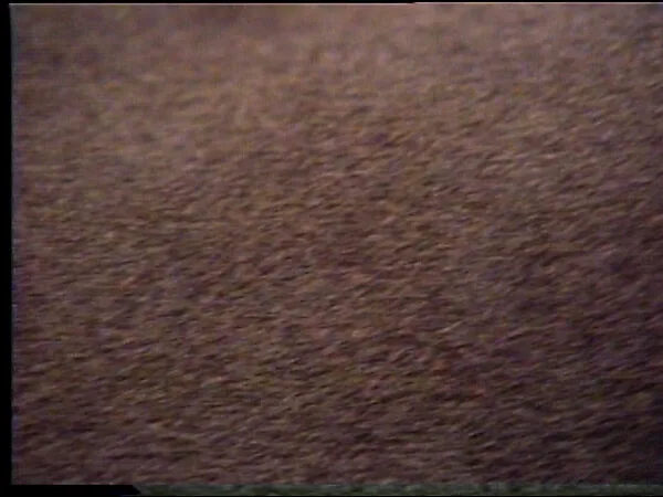 Gray Hairs — William Wegman